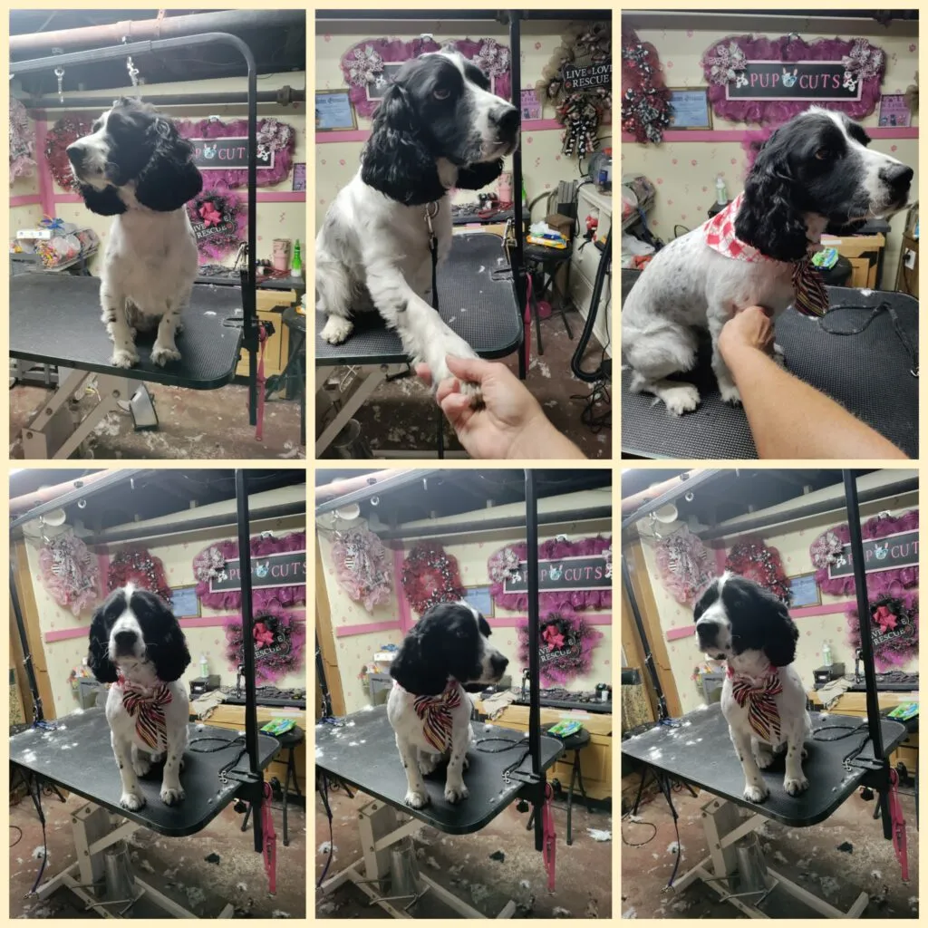 Cocker spaniel groomed and styled at Patty's Pup Cuts