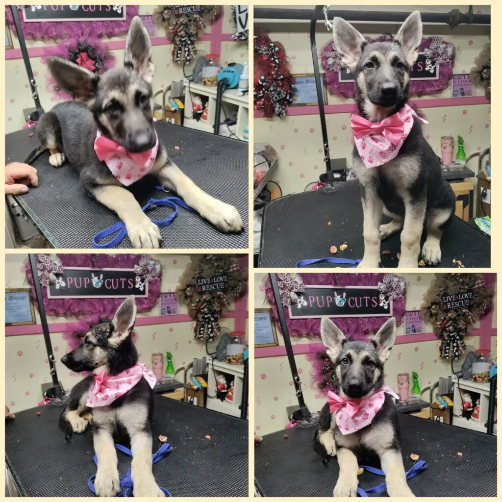 Groomed pup looking its best after a visit