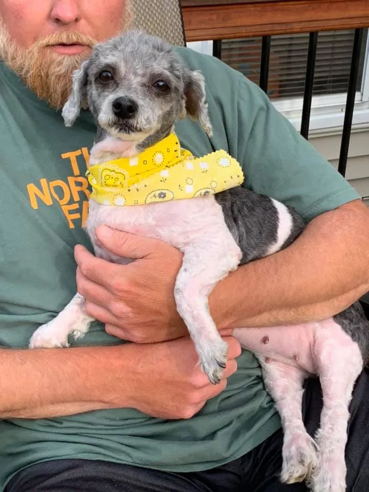 Groomed dog wearing a bow