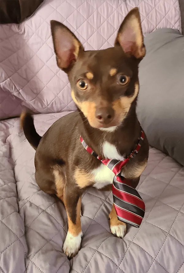 Small groomed dog dressed up in a necktie