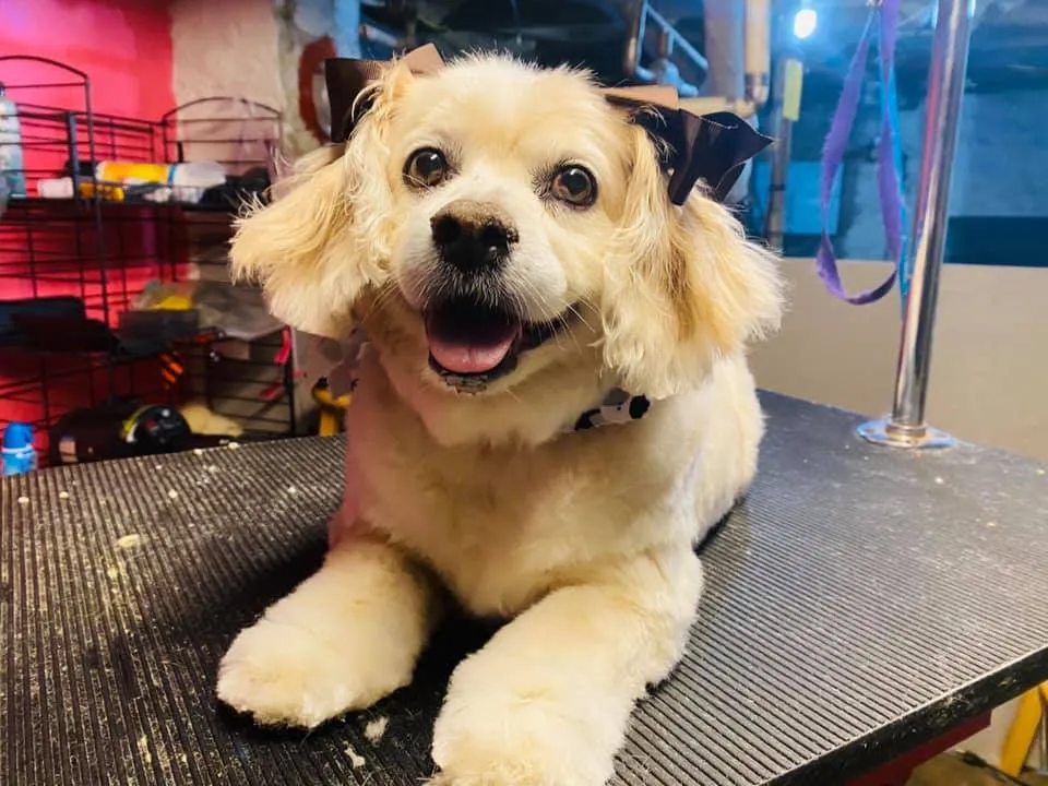 Happy freshly groomed dog