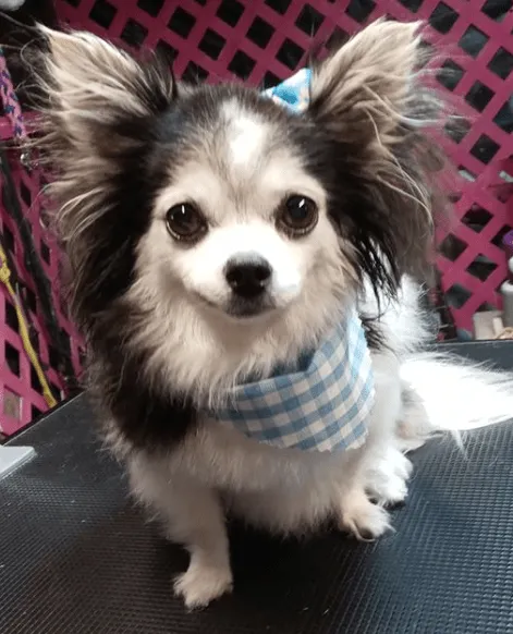 Fluffy papillon-mix in a blue gingham bandana on the grooming table