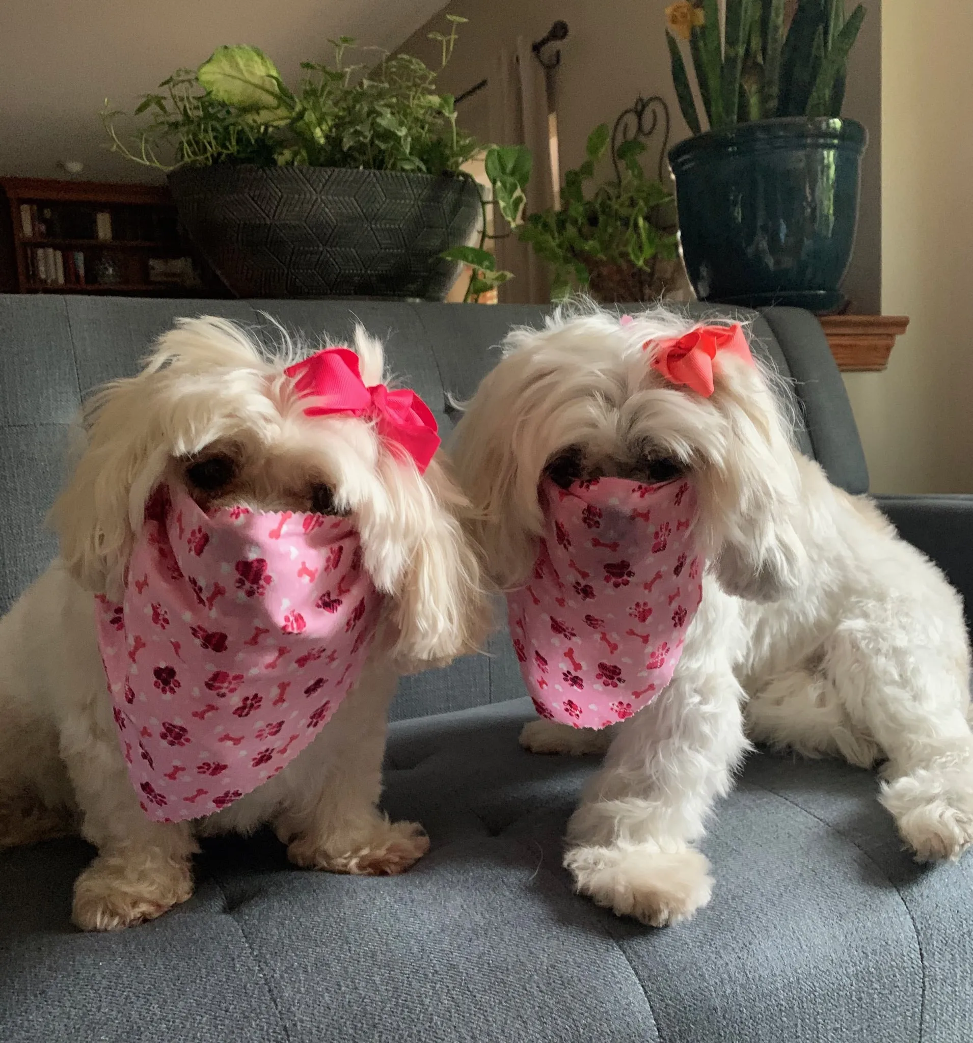 Two freshly groomed white dogs in matching pink paw-print bandanas