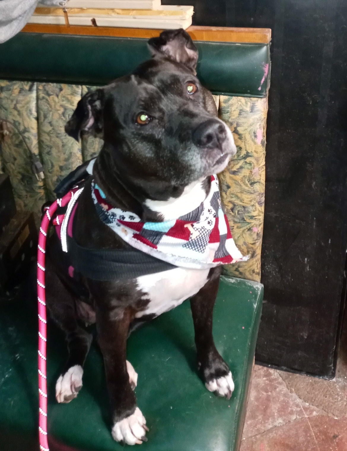 Pup Cuts Dog Grooming Morrisville Pa