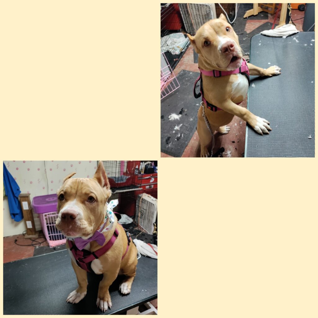 Photos of Pup Cuts Dog Grooming Home Service Photos of Pup Cuts Dog Grooming Home Service