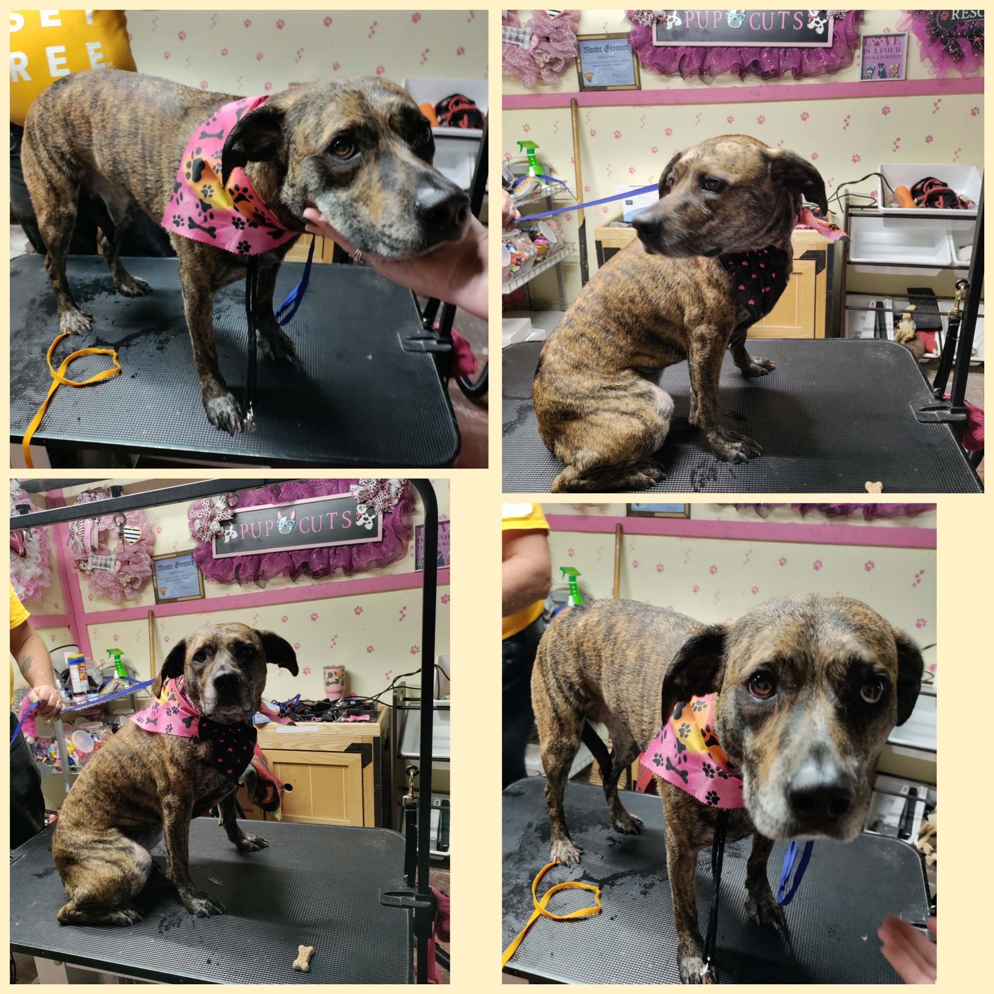 Photos of Pup Cuts Dog Grooming Home Service Photos of Pup Cuts Dog Grooming Home Service