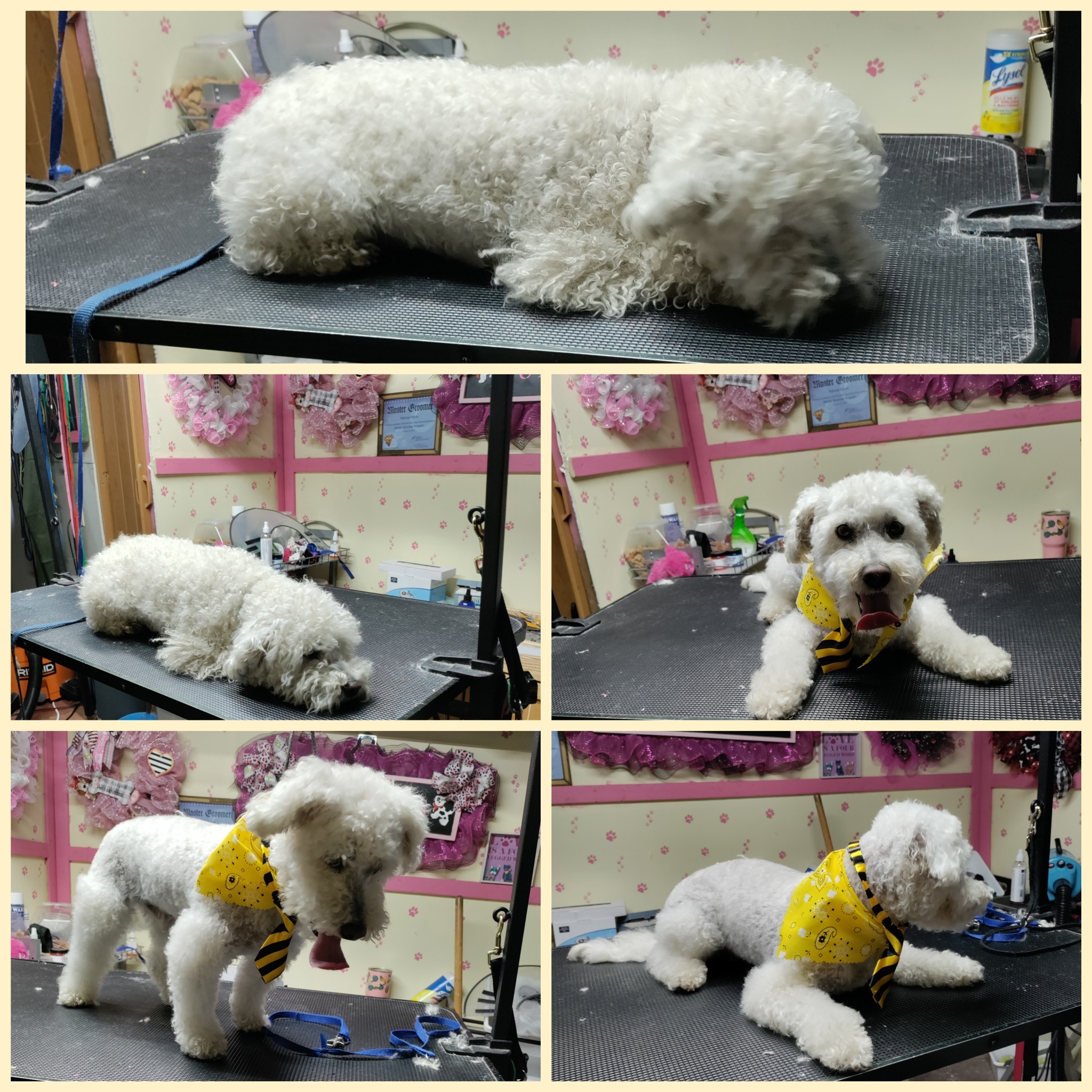 Photos of Pup Cuts Dog Grooming Home Service